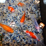 そば処 緑寿庵 - 