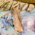 うを徳 - 天草産　新子　小鰭