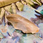 うを徳 - 天草産　新子　小鰭