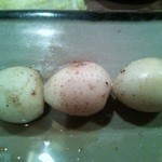 益子 - うずら。