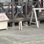 串焼き BUBU-TON - 看板犬獅子丸〜