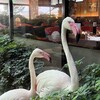 メヒコ 守谷フラミンゴ館