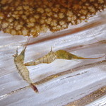 ウシマル - 片貝産車海老　勝浦産伊勢海老　イトヨリ海老の踊り食い