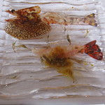 ウシマル - 片貝産車海老　勝浦産伊勢海老　イトヨリ海老の踊り食い