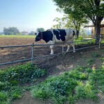 加藤牧場 Baffi 日高本店 - 