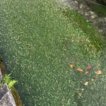 たち季 - 梅花藻と、夏なのに冷たい川の水。