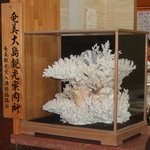 Amamiyagijima Hoteru - 受付の立派な珊瑚です。