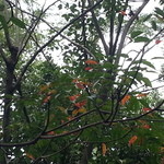 高良山茶屋　望郷亭 - つつじ公園で紅葉ちらほら・・・