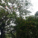 高良山茶屋　望郷亭 - 初秋の雰囲気ですが・・・気温は真夏です。