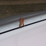 偶然とはいえ・・・「望郷亭」さん訪れるきっかけになる落ち葉であります。