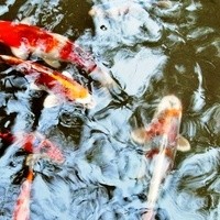 とうふ屋うかい 鷺沼店 - 