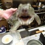 こづち - 【H25.10.2】本日の主役“スッポン”