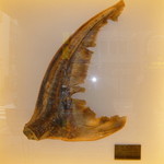 筑紫樓 - エントランス装飾の巨大ふかひれ