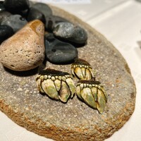 ラ・プラージュ - 