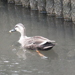 イルマーレ - 【番外編】我が家の近くの用水路に遊びに来る鴨・・・「ねえ食べログレビュアーのみなさん、僕を食べたらいやだよ！」