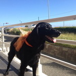 ダブルドアーズ - 2013/10 