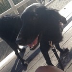 ダブルドアーズ 本店 - 2013/10 テラスでワンコといっしょに