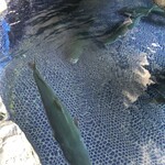 活魚料理 びんび家 - 