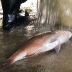 活魚料理 びんび家 - 