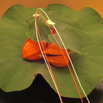 愛でしき自然のスタイルで供される前菜