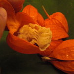 京懐石 吉泉 - 鱧の焼霜だったり