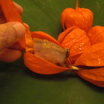 京懐石 吉泉 - 煮鮑だったり