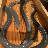 にょろ助 銀座 - 