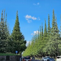 キハチ 青山本店 - 