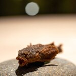 cadre - 2023.9 アラレガコ