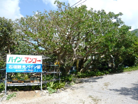 石垣観光パイン園 石垣市 フルーツパーラー 食べログ
