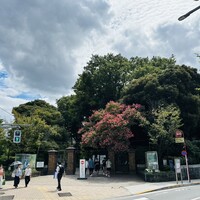 うなぎ 目白ぞろ芽 - 
