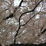 マクドナルド - 小金井公園の桜