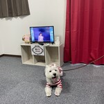 ダイニングキッチン アオヤマ - 