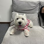 ダイニングキッチン アオヤマ - 