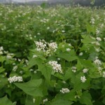 ふくべ三 - 前で咲いてた蕎麦の花♡8月に植えて、もうこんなに大きくなったそうです( *´艸｀)