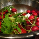 ミニヨンTOKYO - ラディッシュ