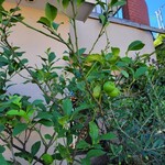 フォセッタ - 店舗