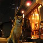 パーラーイワシ - 店先につながれていた犬