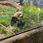 上野動物園 カフェカメレオン - 愛くるしいパンダ♪