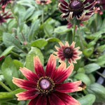 アールケイ ガーデン - 