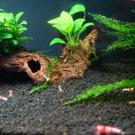 SHOTBAR カリオストロ - 