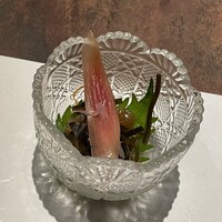 北新地 鮨 栞庵 やましろ - 