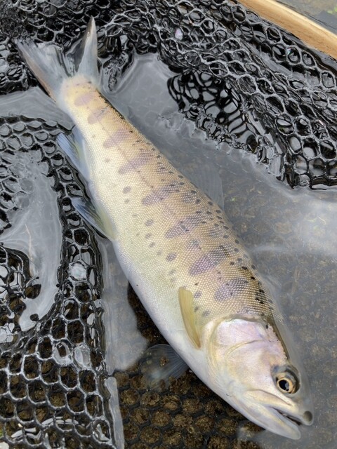 滝音 - 南会津町その他（そば）の写真