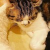 Cat Cafe てまりのおうち - 