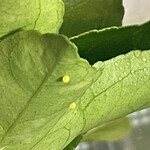 焼きもの家 慶 - 