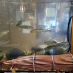 郷土料理ともん - 水槽を撮っていると鮎の色が変わってきたでしょとのお話。鮎とは実に詫び寂のあるドラマチックな魚ですね。