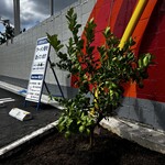 Ramen Dream 桐麺 - 