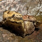 吾一 - 地鶏　炭火焼き