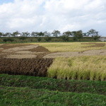 道の駅 いなかだて 弥生の里 - いろいろな品種の稲で色分けしているようです
