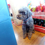 マグズカフェ - ご機嫌な、まぐ店長（毎月第一日曜日出勤）